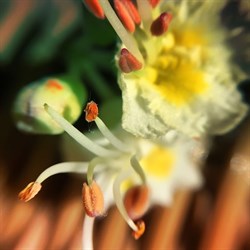 Объектив-линза Mixberry набор 5 в 1 (Цвет: Чёрный) - фото 15794